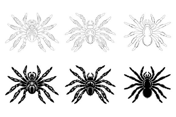 Insects Spiders: Vector Illustrations for Designers